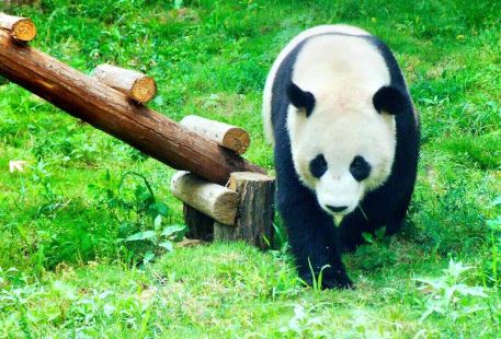 Hongshan Forest Zoo
