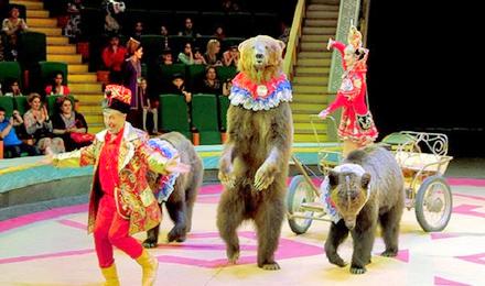 Great Moscow State Circus attraction reviews - Great Moscow State Circus  tickets - Great Moscow State Circus discounts - Great Moscow State Circus  transportation, address, opening hours - attractions, hotels, and food