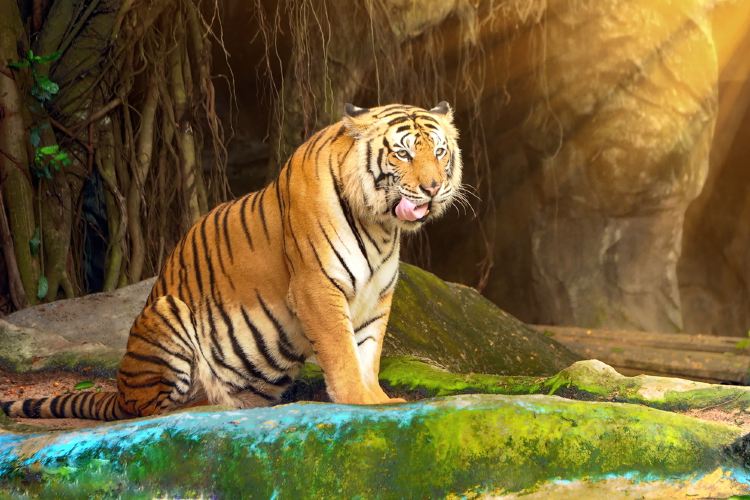 パタヤ カオ キャオ 動物園 評判 案内 トリップドットコム パタヤ カオ キャオ 動物園 評判 案内 トリップドットコム