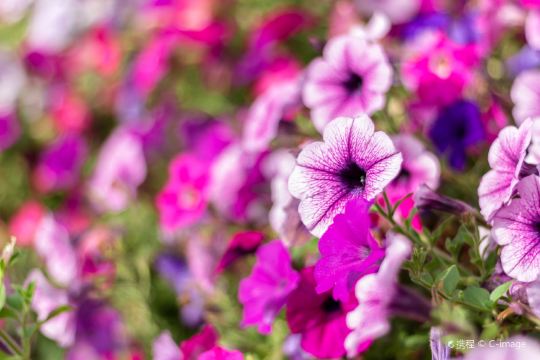 Cameron Highlands Weather Trip Guide Cameron Highlands Weather Trip Guide