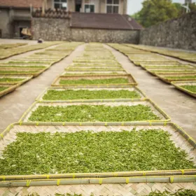 Yangxian Tea Cultural Museum
