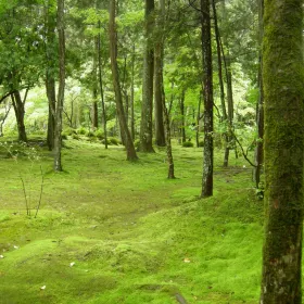 Kokedera