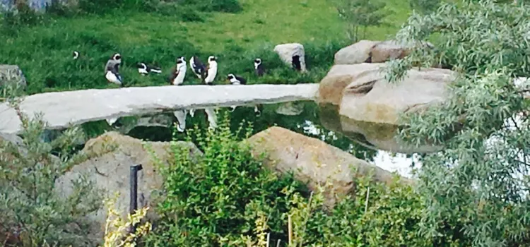 elefantenhaus opel zoo kronberg im taunus