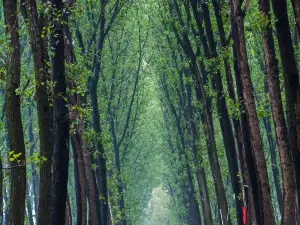 商丘黃河故道國家森林公園