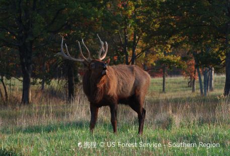 Elk and Bison Prairie