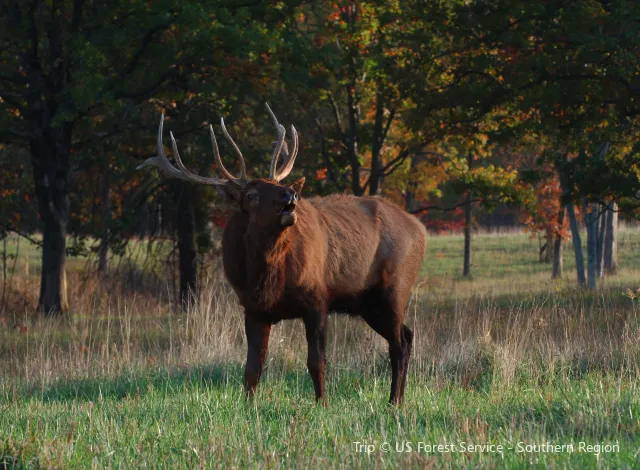 The Elk and Bison Prairie