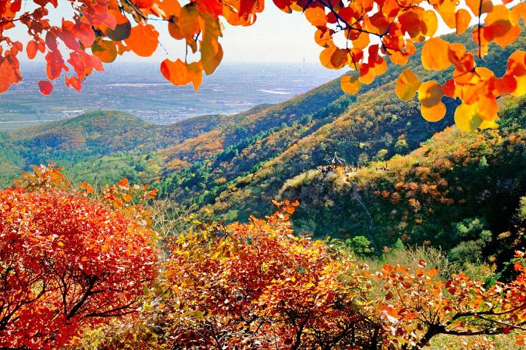 Fragrant Hills Park Autumn Foliage