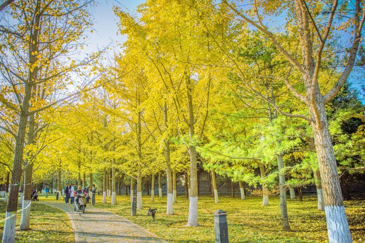 Ditan Park Ginkgo Avenue Travel Guidebook Must Visit Attractions In Beijing Ditan Park Ginkgo Avenue Nearby Recommendation Trip Com