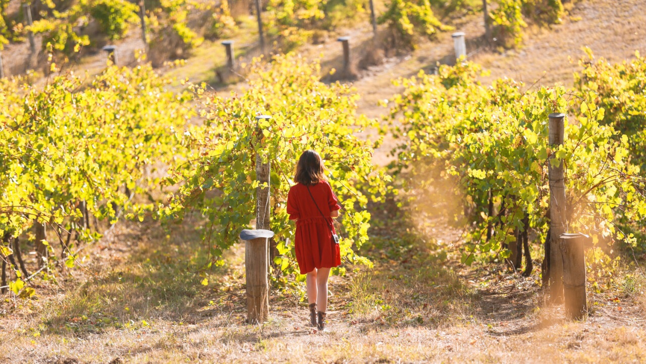 McLaren Vale 2022 Top Things to Do McLaren Vale Travel Guides Top McLaren Vale