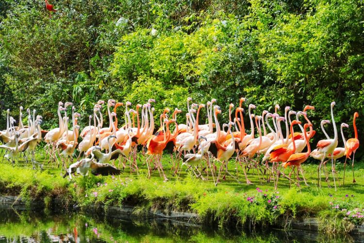 Chimelong Bird Park travel guidebook    must visit attractions