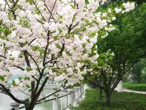 Nanguo Peach Garden