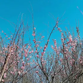 Qingfeng Park