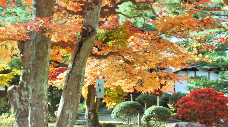 京都府立植物園旅遊攻略指南 京都府立植物園評價 京都府立植物園附近推薦 Trip Com