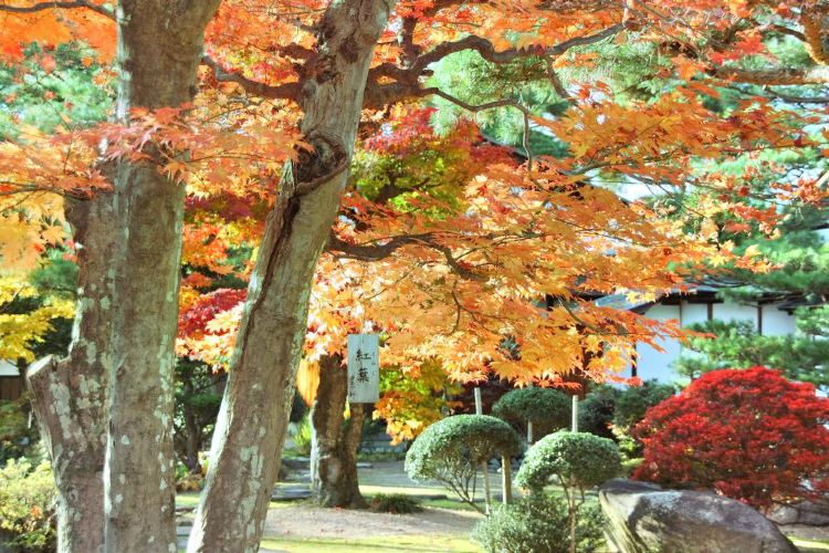 京都府立植物園旅遊攻略指南 京都府立植物園評價 京都府立植物園附近推薦 Trip Com