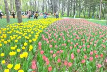 헤이룽장성 삼림식물원 명소 인기 사진