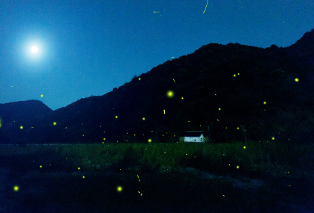 千島湖酉塢裡螢火蟲主題公園
