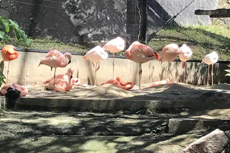 福岡 福岡市動物園 評判 案内 トリップドットコム