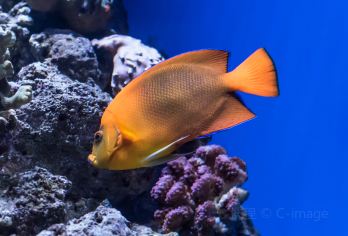 The Aquarium of the Pacific Popular Attractions Photos