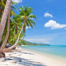 Coconut island