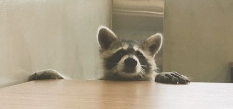 Raccoon cafe