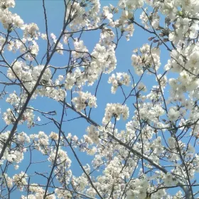 Dongying Halophyte Botanical Garden