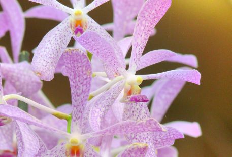 Akatsuka Orchid Gardens