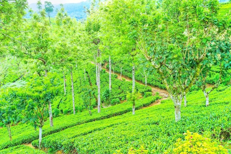 The Best Places to Visit in Sri Lanka 4 Visit In Sri Lanka, Places To Visit In Sri Lanka, Best Places To Visit, Best Places To Visit In Sri Lanka, Sri Lanka Travel