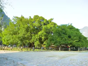 Large banyan