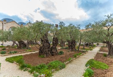 Garden of Gethsemane Popular Attractions Photos
