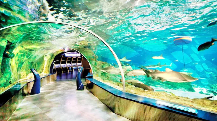 Aqua Vega Aquarium Travel Guidebook Must Visit Attractions In Ankara Aqua Vega Aquarium Nearby Recommendation Trip Com Aqua Vega Aquarium Travel Guidebook Must Visit Attractions In Ankara Aqua Vega Aquarium Nearby Recommendation Trip Com