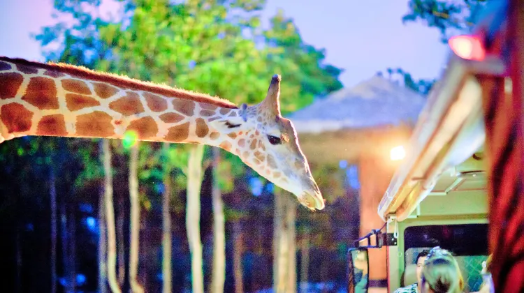 チェンマイ ナイトサファリ 評判 案内 トリップドットコム