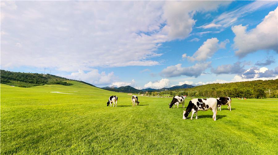 三寰牧場景點評價 三寰牧場門票 三寰牧場優惠 三寰牧場交通 地址 開放時間 三寰牧場附近景點 酒店及美食 Trip Com