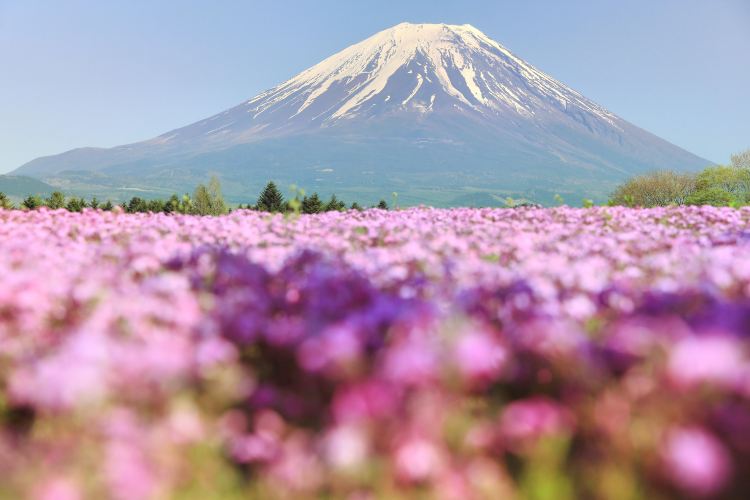 富士河口湖 富士芝桜まつり 評判 案内 トリップドットコム