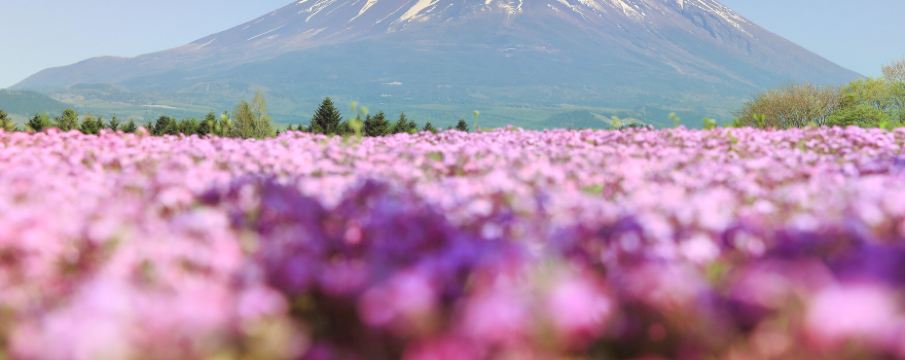 神戸の魅力を実感 色とりどりの花畑 トリップドットコム