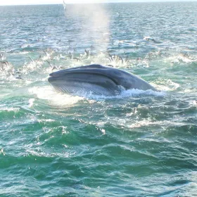 Auckland Whale & Dolphin Tour