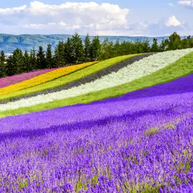 Farm Tomita