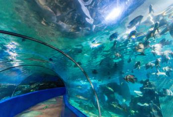 Wuxi Underwater World Popular Attractions Photos