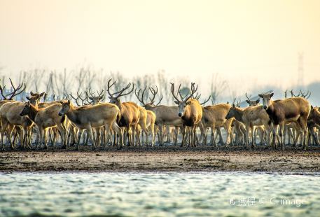 Dafeng Elk National Nature Reserve