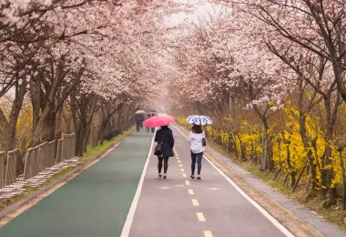 櫻花大道（櫻花慶典） 熱門景點照片