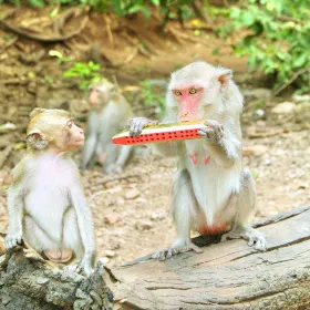 Mt. Emei Natural Ecology Monkey Reserve