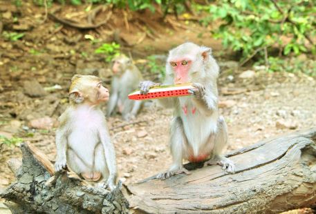 어메이산(아미산) 자연 생태 원숭이 보호구역