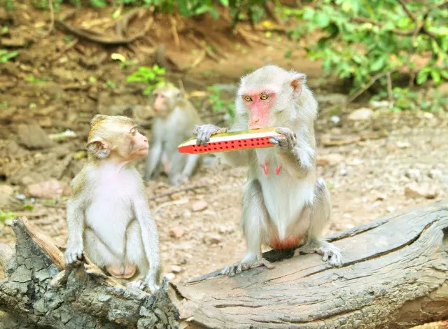 Mt. Emei Natural Ecology Monkey Reserve