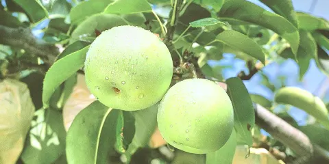 摘梨鳥取味果園