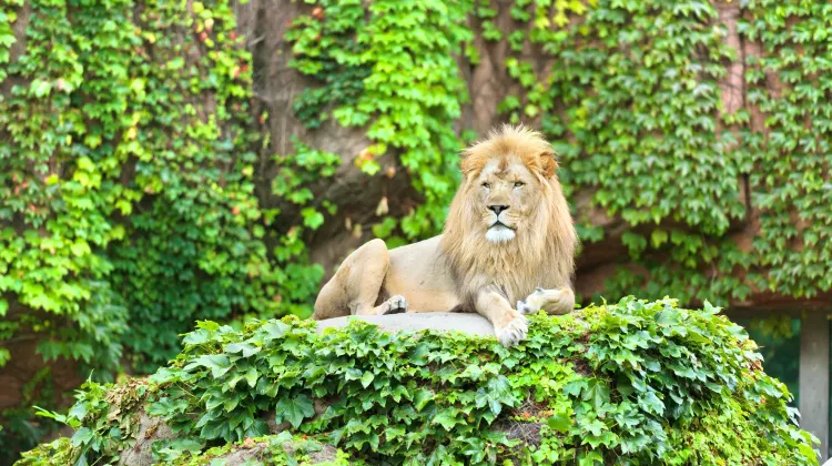 邁阿密動物園旅遊攻略指南 邁阿密動物園評價 邁阿密動物園附近推薦 Trip Com