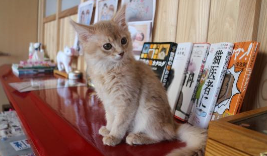 猫カフェねこ 大分県のご案内 トリップドットコム