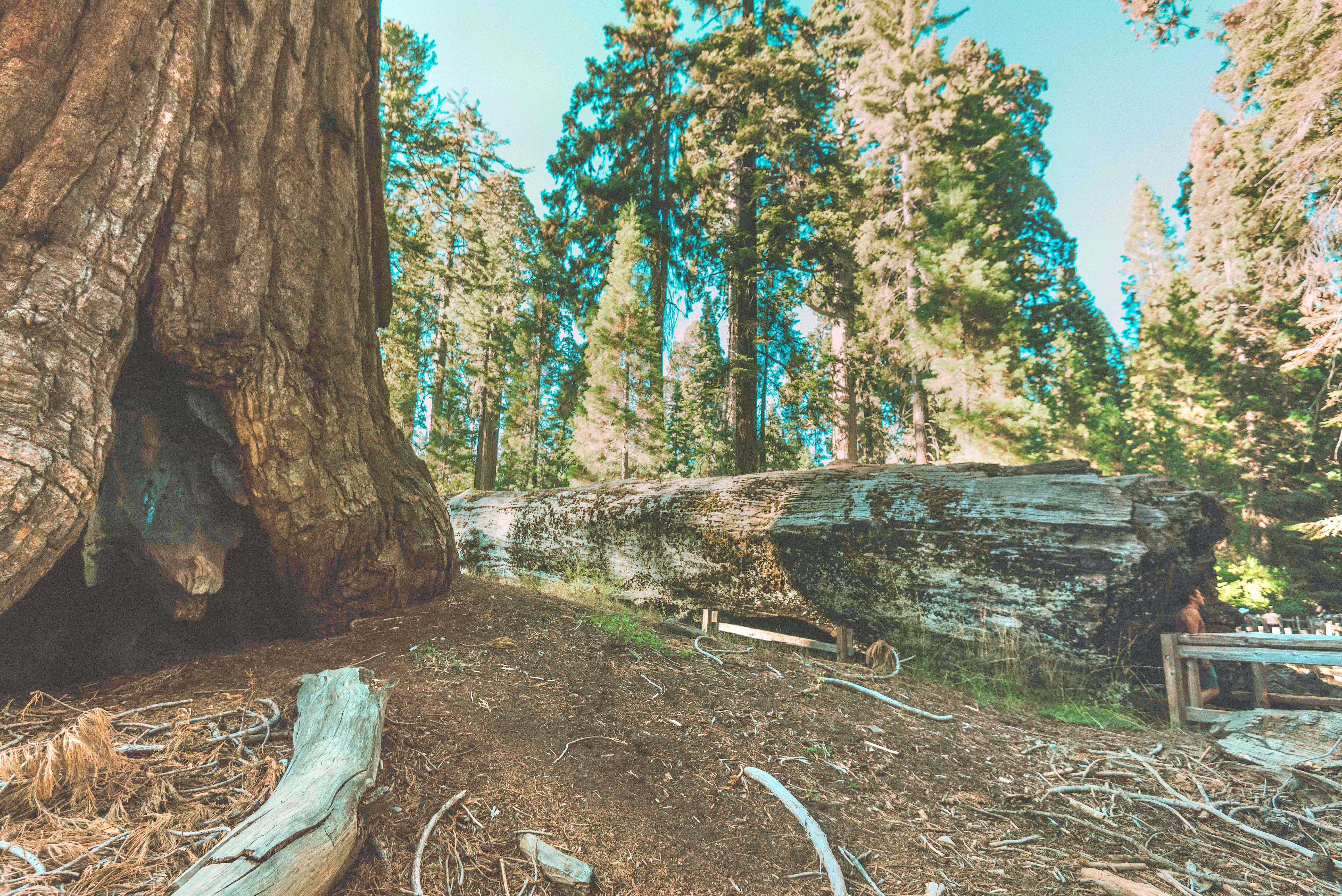 Sequoia National Park シャーマン将軍の木 評判 案内 トリップドットコム Sequoia National Park シャーマン将軍の木 評判 案内 トリップドットコム
