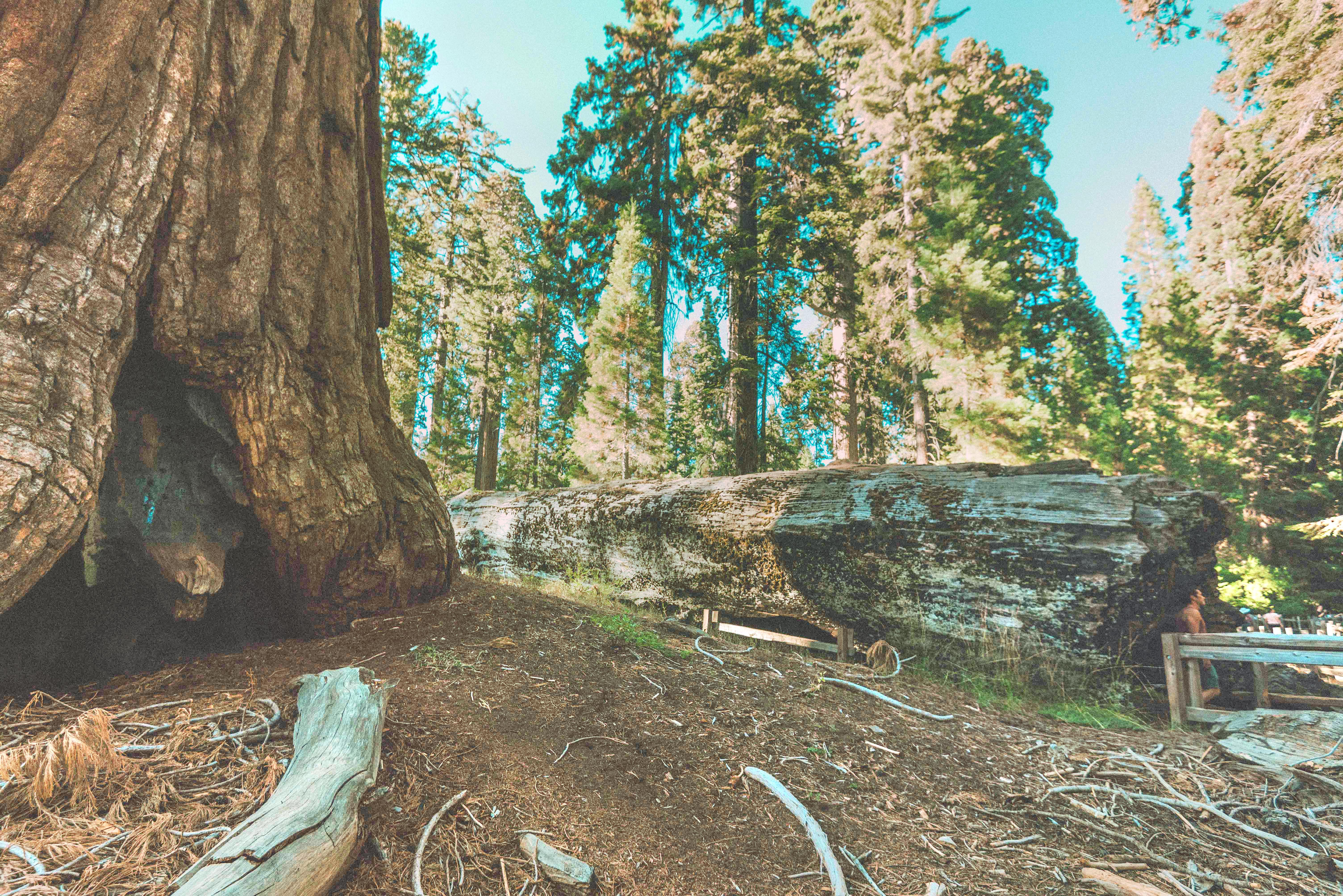 Sequoia National Park シャーマン将軍の木 評判 案内 トリップドットコム