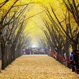 Ancient Ginkgo Sisters Garden