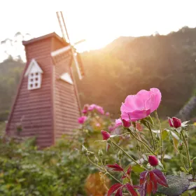 Dongfangshu Rose Garden