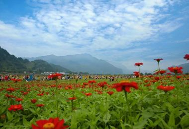 Tongji Flower Sea Popular Attractions Photos